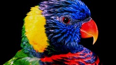Birds Parrots rainbow lorikeet