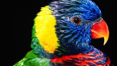 Birds Parrots rainbow lorikeet
