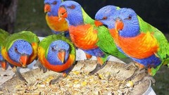 Birds Parrots rainbow lorikeet