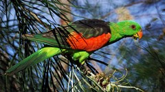Birds Parrots Red-winged Parrot