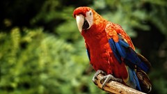 Birds Parrots Scarlet Macaws