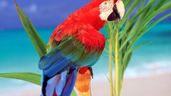 Birds Parrots Scarlet Macaws
