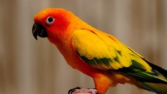 Birds Parrots sun conure conures