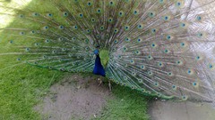 Birds Peacocks Male peacock Chamran Hospital Tavoos