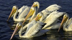 Birds Pelicans