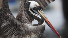 Birds Pelicans peruvian