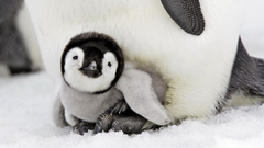 Birds Penguins baby birds