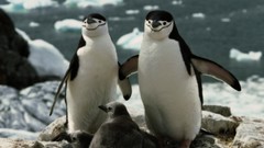 Birds Penguins baby birds Chinstrap Penguins