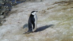 Birds Penguins Chinstrap Penguins