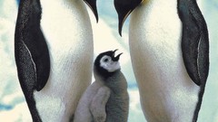 Birds Penguins emperor baby birds emperor penguins