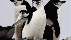 Birds Penguins national geographic Chinstrap Penguins