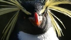 Birds Penguins Rockhopper penguins