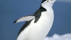 Birds Penguins running Chinstrap Penguins