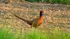 Birds pheasant