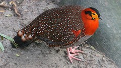 Birds pheasant