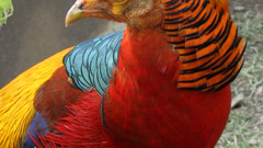 Birds pheasant golden pheasant
