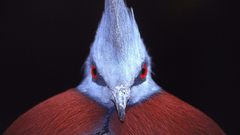 Birds Pigeons Victoria Crowned