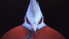 Birds Pigeons Victoria Crowned Pigeon