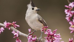 Birds pink flowers Black Crested Titmouse