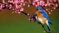 Birds pink flowers bluebirds