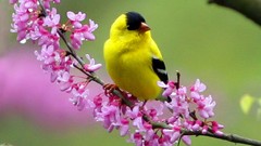 Birds pink flowers goldfinch