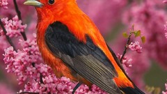 Birds pink flowers Tanagers Scarlet Tanager
