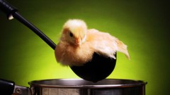 Birds pot chicks (chickens) baby birds