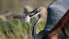 Birds Prey Kenya herons Catfish