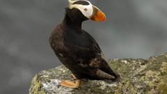 Birds puffin