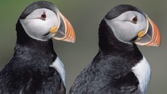 Birds puffin