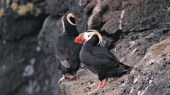 Birds puffin