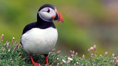 Birds puffin