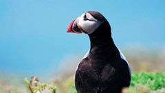 Birds puffin