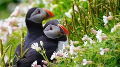 Birds puffin