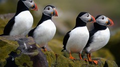 Birds puffin lunda