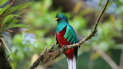 Birds quetzal iridescence