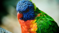 Birds rainbow lorikeet
