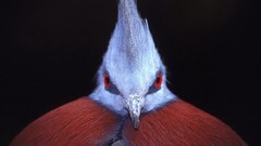 Birds red eyes Victoria Crowned Pigeon