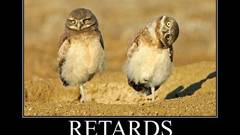 Birds retarded Owls demotivational