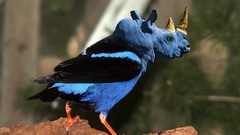 Birds rhinoceros Photo manipulation