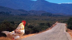 Birds roads roosters