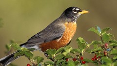 Birds robins