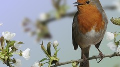 Birds robins European Robin