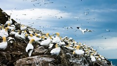 Birds rocks gannets