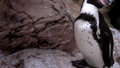 Birds rocks Penguins