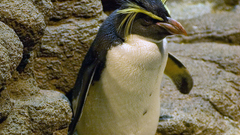 Birds rocks Penguins Rockhopper