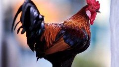 Birds roosters