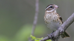 Birds Rose-breasted Grosbeak
