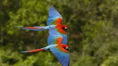Birds Scarlet Macaws