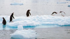 Birds scene Penguins Antarctica gentoo